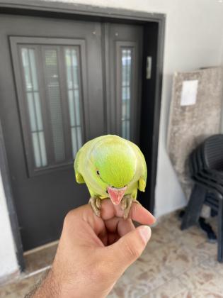 למכירה דררה זכר ענק ובריא