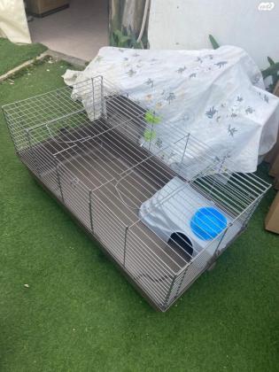 ארנבונים מגזע ננסי הולנדי רמה