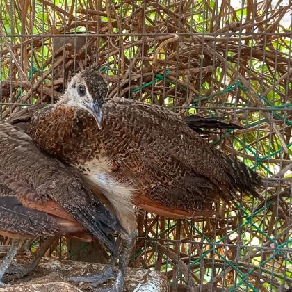 למכירה אפרוחי טווסים עם גן לבן