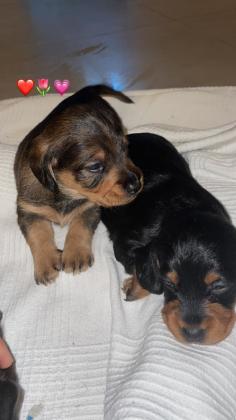 תחש מעורב עם פודל, בני