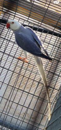 בס"ד למכירה דררה זכר קליר