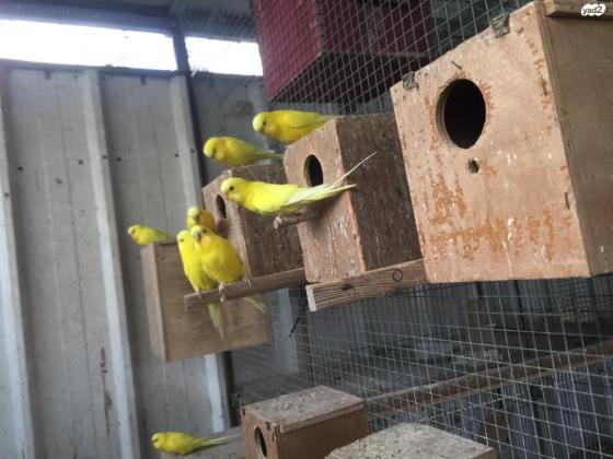 למכירה להקת תוכונים יפיפים צהובים