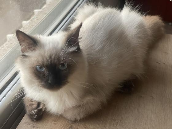 חתול הימלאיה בן 4 חודשים