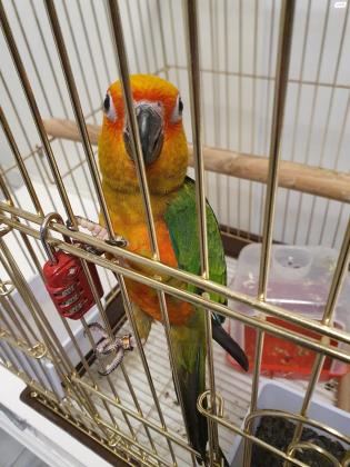 תוכי קוניור שמש, האכלת יד