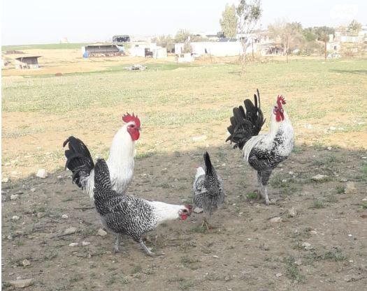 תרנגולות ותרנגולי פיומי ממצרים