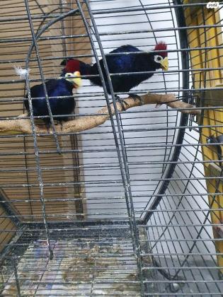 זוג טוראקו ליידירוס (2022) מזוהי