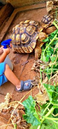 צב סודני/דורבני זכר בן כשמונה