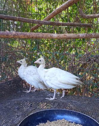 למכירה אפרוחי טווסים עם גן לבן