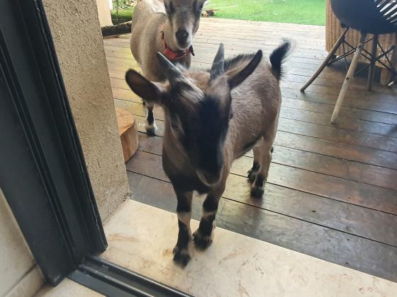 עז ננסית נקבה+גדי ננסי, המלטה