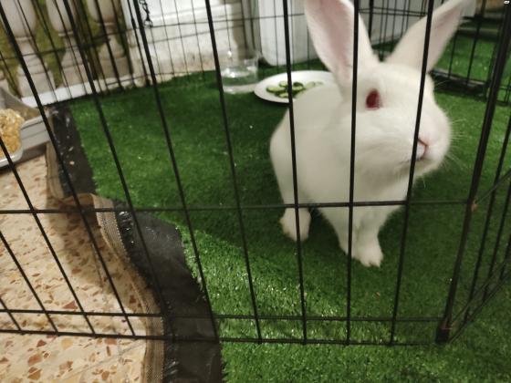 ארנבת לבנה עם עיניים אדומות