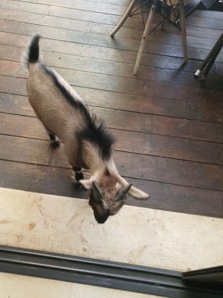 עז ננסית נקבה+גדי ננסי, המלטה