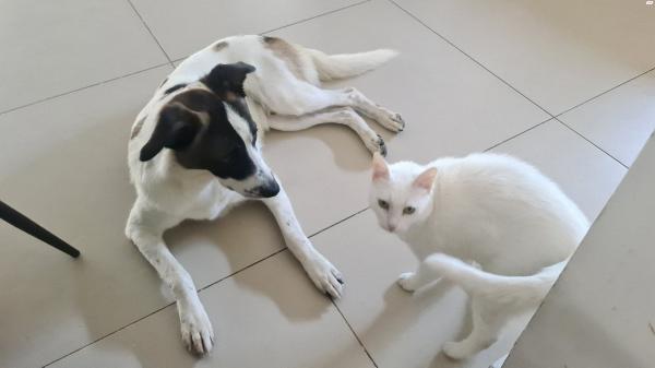 למסירה רועה אוסטרלי מעורב, מתוק