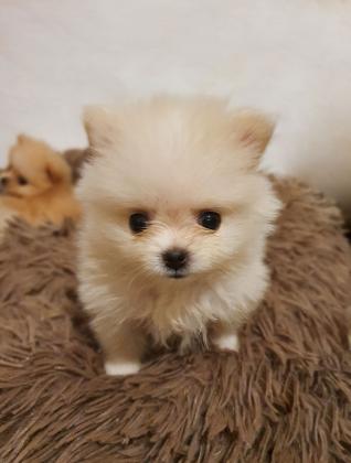 גורי פומרניאן ננסי מהממים, זכר