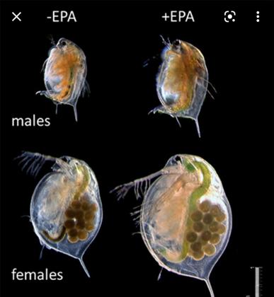 דפניות וצדפניות אוכל חי לדגים