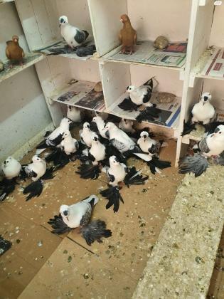 יונים מובחרים למחירה