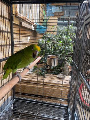 נקבה ילו קראון אמזונה בת