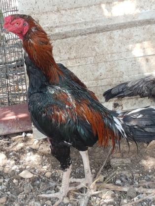 תרנגולי קרב תאילנדי מקוריים ומשובחים