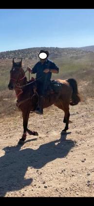 סוס טנסי מעולה רוכב עם