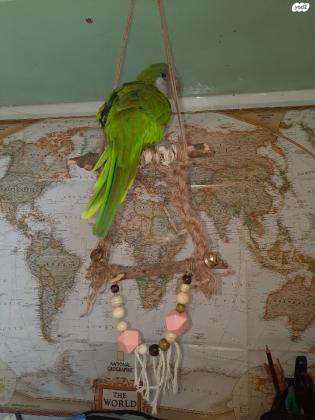 למכירה תוכי קוואקר חכם מאוד