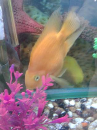 למכירה דג תוכי גדול ויפה