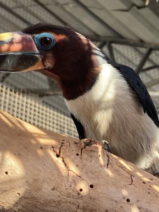 למכירה תוקן גרין ארקרי נקבה