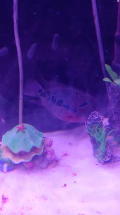 באני דג מסוג פלאוור הורן נקבה