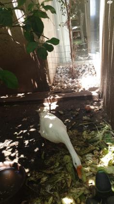 אווז סיני לבן שלג מאוד יפה