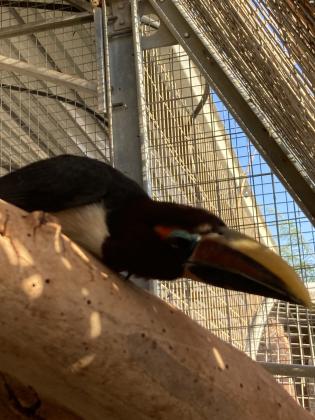 למכירה תוקן גרין ארקרי נקבה