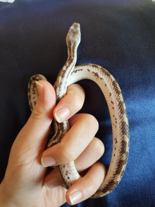 *הודעות וואצאפ בלבד**נחשה ממין כרכן