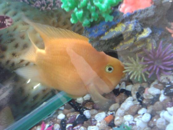 למכירה דג תוכי גדול ויפה