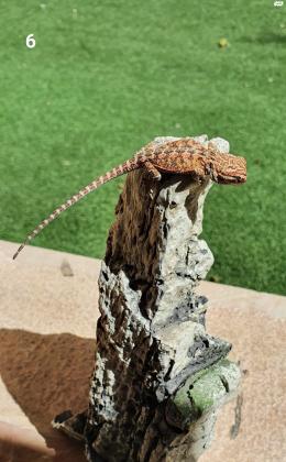 חרדון מזוקן חרדונים בייבי בני