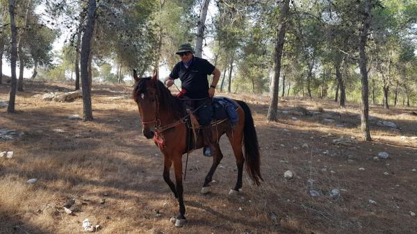 סוס טנסי מעולה רוכב עם