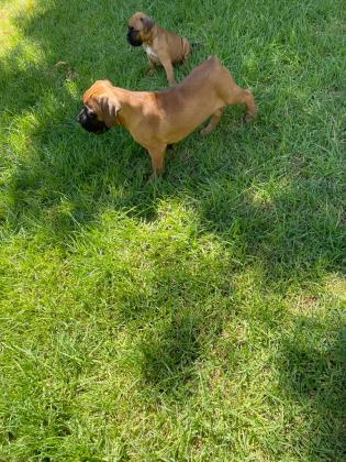 שני גורי בוקסר גזעיים למכירה,