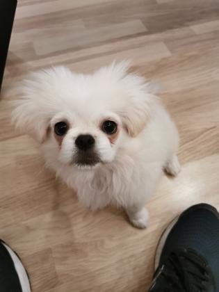 גור פיקנז ראש אריה לבן