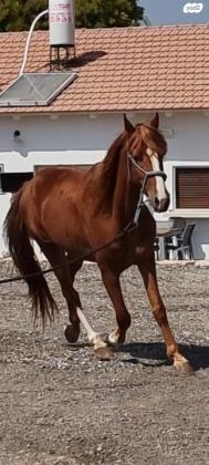 למכירה עקב יציאה מהתחום