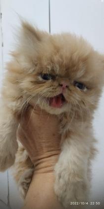 למכירה חתולים יפים פרסי