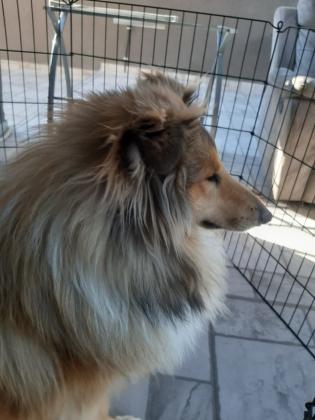 כלב קולי לאסי למכירה