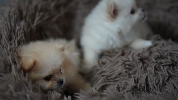 גורי פומרניאן ננסי מהממים, זכר