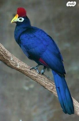 זוג טוראקו ליידירוס (2022) מזוהי