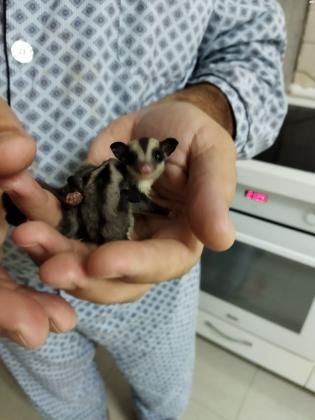 למכירה גור שוגר גליידר מתוק