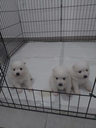 3 נקבות שפיץ יפני ננסי, גזעיות