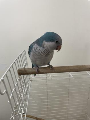 תוכי קוואקר כחול אכלת יד