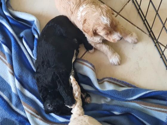 שיפדודל ביבוא מארה"ב! פודל ענק