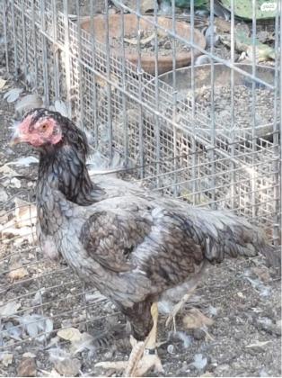 תרנגולי קרב תאילנדי מקוריים ומשובחים