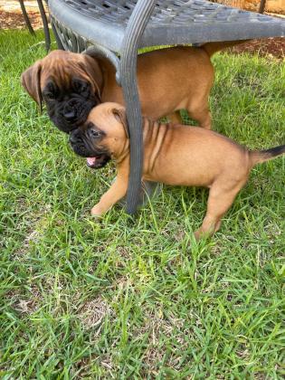 שני גורי בוקסר גזעיים למכירה,