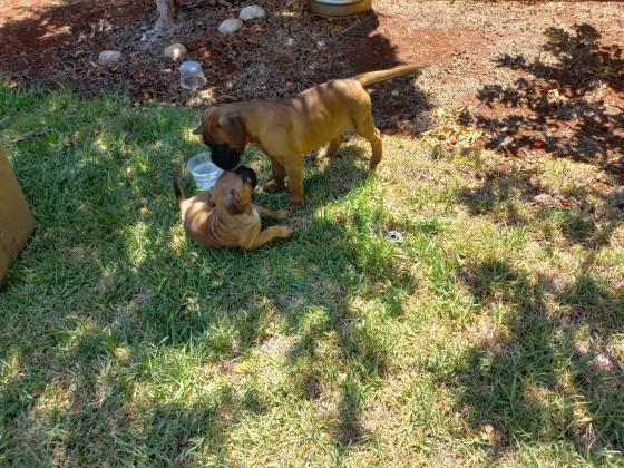 שני גורי בוקסר גזעיים למכירה,