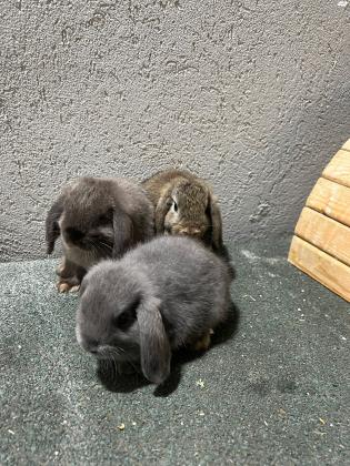 ארנבי מינילופ שמוטי אוזניים ננסיים:בני