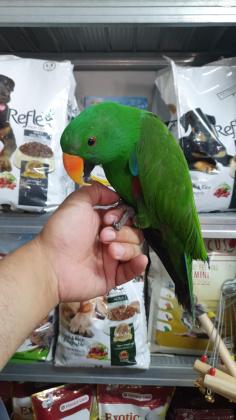 זכר בוגר גם האכלת יד