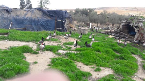 תרנגולות ותרנגולי פיומי ממצרים