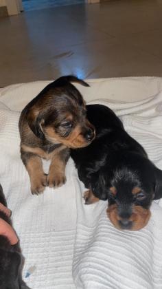 תחש מעורב עם פודל, בני